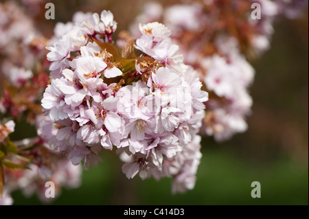 Prunus "Takasago" Blüte Stockfoto