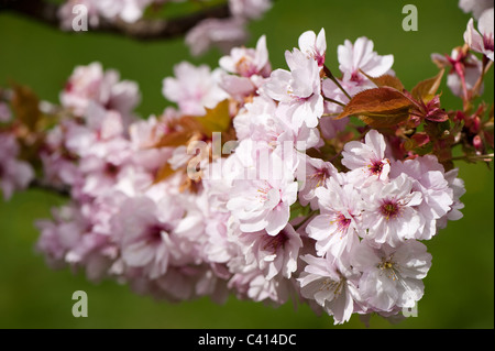 Prunus "Takasago" Blüte Stockfoto