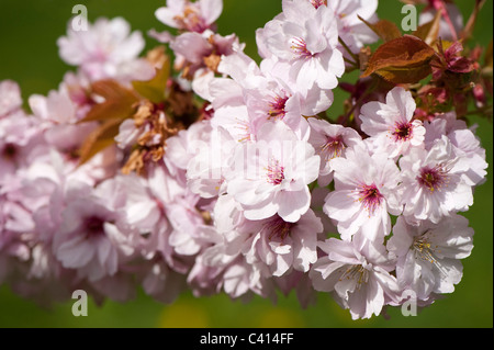 Prunus "Takasago" Blüte Stockfoto