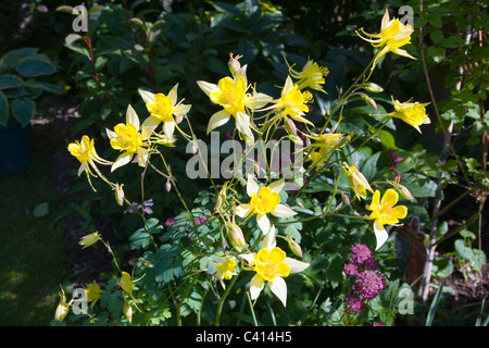 Aquilegia Chrysantha, gelbe Königin. Stockfoto