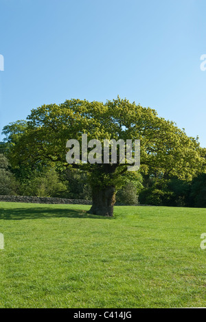 Europäischer Eiche (Quercus Robur) wächst auf der Weide Austby Nesfield Ilkley West Yorkshire England UK Europe Stockfoto