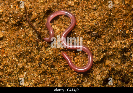 Unbeschriebene Thread Schlange, Blödmann Arten, Sri Lanka Stockfoto