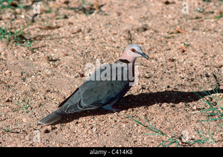 Rotäugigen Turtle dove (Streptopelia Semitorquata: ONCFS) in der Savanne, Südafrika Stockfoto