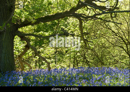 Glockenblumen (Hyacinthoides non-Scripta) blühen im Coppy Wald nördlich von Ilkley West Yorkshire England UK Europe Stockfoto