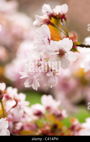 Prunus "Takasago" Blüte Stockfoto