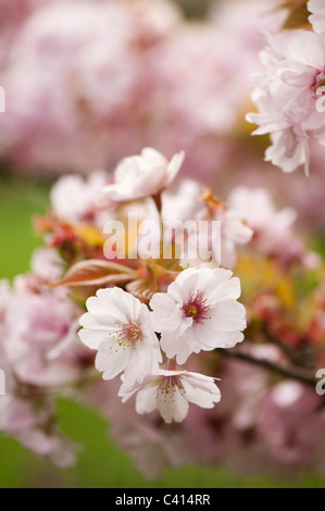 Prunus "Takasago" Blüte Stockfoto