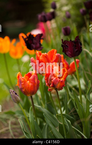 Tulipa 'Blumex', mit Tulipa 'Black Parrot', Tulipa "Königin der Nacht" und Tulipa "General de Wet" im Hintergrund Stockfoto