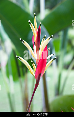 Rote und gelbe Heliconia Psittacorum Lady Di Blume wächst in Singapur Botanischer Garten Singapur Asien Stockfoto