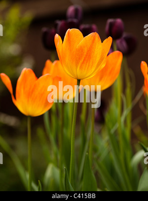 Tulipa 'General de Wet' mit Tulipa "Königin der Nacht" im Hintergrund Stockfoto