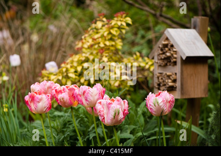 Tulipa Apricot Parrot blühen neben einem Insekt Haus Stockfoto