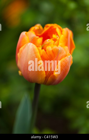 Tulipa 'Orange Princess' in voller Blüte Stockfoto