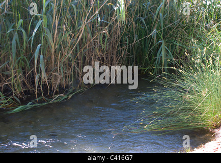 DAS KLARE WASSER DES RIO FRIO SCHLÄNGELND IHREN WEG FLUSSABWÄRTS VORBEI AN SCHÖNEN ÜBERHÄNGENDEN BÄUMEN RIOFRIO ANDALUSIEN SPANIEN Stockfoto