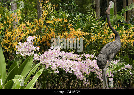 Orchidee blüht in der National Orchid Garden Singapur Republik Singapur Asien Stockfoto