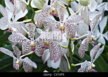 Cattleya hybride Orchidee blüht in der National Orchid Garden Singapur Republik Singapur Asien Stockfoto