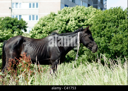 LOKALE IM BEREICH PFERD Stockfoto