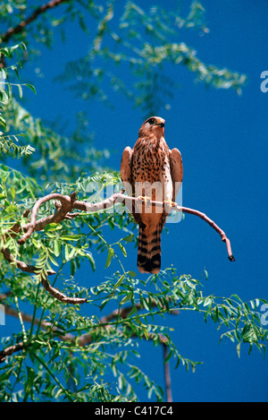 Madagaskar Turmfalke (Falco Newtoni: Falconidae) auf einem Baum in der stacheligen Wüste, Madagaskar. Stockfoto