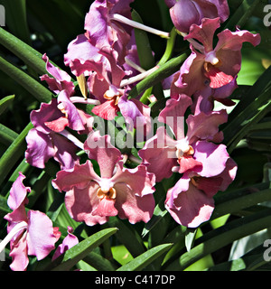 Dendrobium Orchidee Vanda Usha Blumen in der National Orchid Garden Singapur Republik Singapur Asien Stockfoto