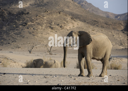 Wüste Elefanten, Loxodonta Africana, Trockenfluss Hoanib, Namibia, Afrika, Januar 2011 / Wüstenelefanten Stockfoto