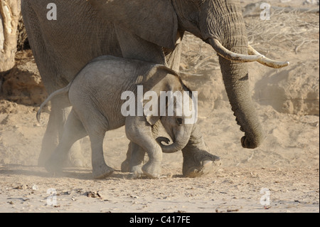 Wüste Elefanten, Loxodonta Africana, Trockenfluss Hoanib, Namibia, Afrika, Januar 2011 / Wüstenelefanten Stockfoto