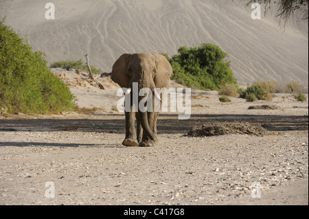 Wüste Elefanten, Loxodonta Africana, Trockenfluss Hoanib, Namibia, Afrika, Januar 2011 / Wüstenelefanten Stockfoto