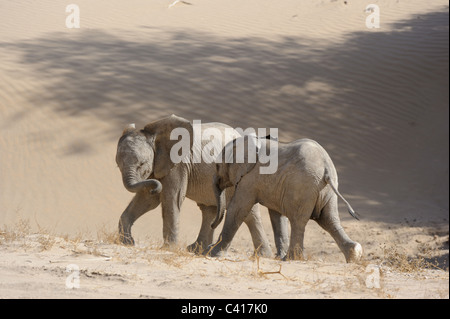 Wüste Elefanten, Loxodonta Africana, Trockenfluss Hoanib, Namibia, Afrika, Januar 2011 / Wüstenelefanten Stockfoto