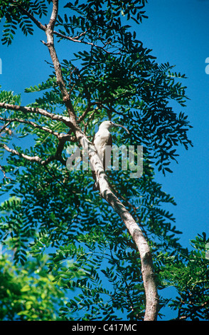 Sichel-billed Vanga (Falculea Palliata: Blauwürger) trocknen Sie in tropischen Wald, Madagaskar Stockfoto