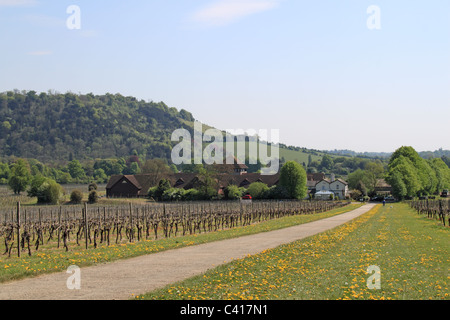 Denbies Wine Estate and Box Hill, Dorking, Surrey Hills, North Downs, England, Großbritannien, Großbritannien, Großbritannien, Europa Stockfoto