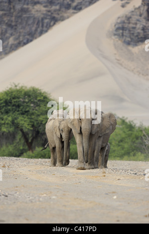 Wüste Elefanten, Loxodonta Africana, Trockenfluss Hoanib, Namibia, Afrika, Januar 2011 / Wüstenelefanten Stockfoto