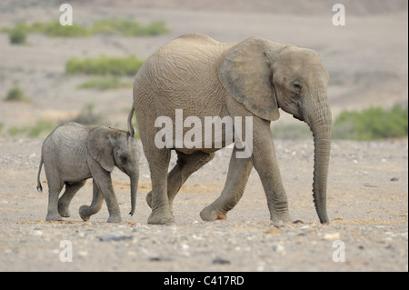 Wüste Elefanten, Loxodonta Africana, Trockenfluss Hoanib, Namibia, Afrika, Januar 2011 / Wüstenelefanten Stockfoto