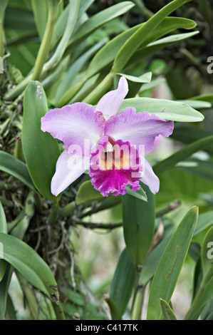 Vanda Miss Joaquim Orchidee Blume in der National Orchid Garden Singapur Republik Singapur Asien Stockfoto