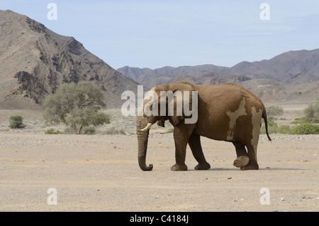 Wüste Elefanten, Loxodonta Africana, Trockenfluss Hoanib, Namibia, Afrika, Januar 2011 Stockfoto