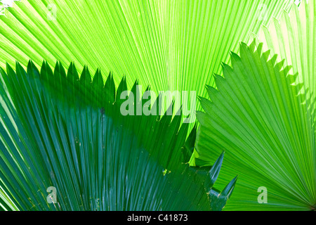 Sonne reflektiert durch Palm Blätter in Singapur Botanischer Garten Singapur Asien Stockfoto