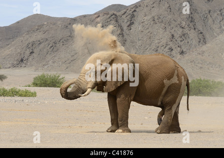 Wüstenelefanten, Loxodonta Africana, Trockenfluss Hoanib, Namibia, Afrika Stockfoto
