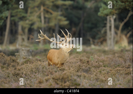 Hirsch, Cervus Elaphus, De Hoge Veluwe Nationalpark, Niederlande, Europa, Oktober 2010 / Rothirsch Stockfoto