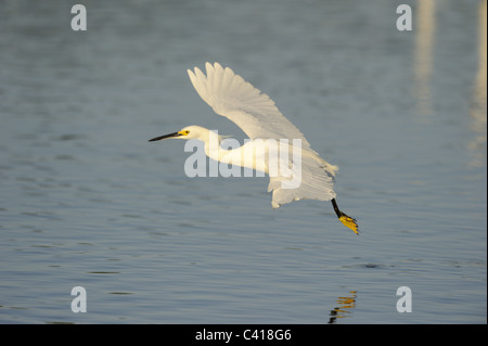 Snowy Reiher, Egretta unaufger, J. N. "Ding" Darling National Wildlife Refuge, Florida, USA, April 2010 / Schmuckreiher Stockfoto