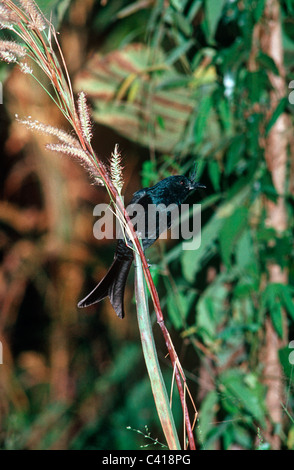 Crested Drongo (Dicrurus Forficatus: Dicruridae) trocknen Sie in tropischen Wald, Madagaskar Stockfoto