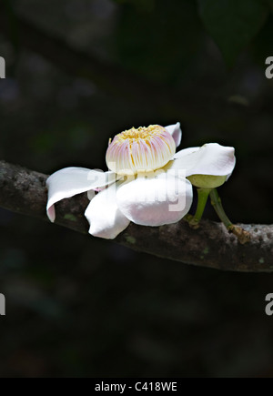 Die Blume ein Gustavia Superba Baum wächst in Singapur Botanischer Garten Singapur Asien Stockfoto