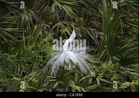 Silberreiher, Ardea Alba, Orlando, Florida, USA, März 2010 / Silberreiher Stockfoto