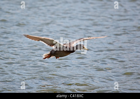 Stockente in Tring Stauseen in Hertfordshire Stockfoto