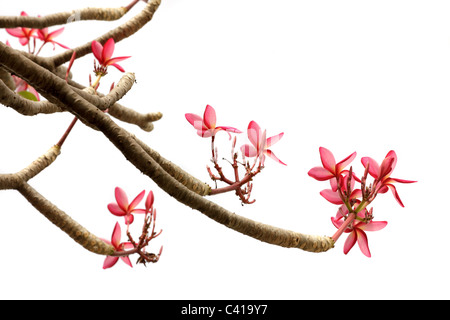 Frangipani Blumen und Zweige isoliert auf weißem Hintergrund Stockfoto