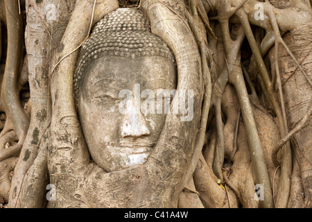 Sandstein Buddha-Kopf, umgeben von Feigenbaum Wurzeln im Tempel Wat Mahathat, Ayutthaya, Thailand Stockfoto