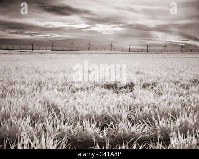 Stromerzeugende Windmühlen im Feld, Wasco, Oregon Stockfoto