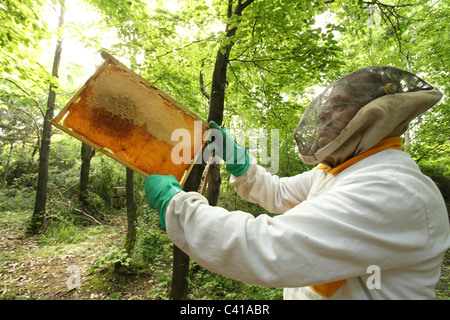 Imker Inspektion Frames mit Waben auf dem Bienenstand befindet sich im Wald. Stockfoto