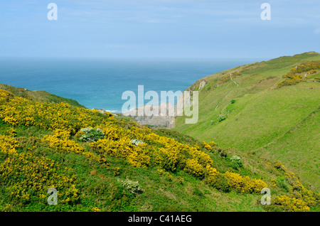 Gorse blüht am Hang an der Küste von North Devon nahe Bull Point. Mortehoe, Devon, England. Stockfoto