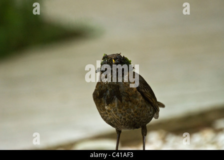 Weibliche Amsel Schlamm und Blätter für Verschachtelung Material zu sammeln. Stockfoto