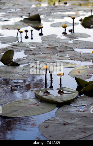 Wasser-Lilly-Blüte mit verlässt vertikalen Schuss Stockfoto