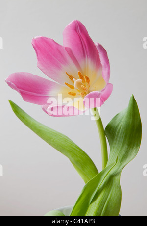 Nahaufnahme der rosa Tulpe Kopf mit geöffneten Blütenblätter, Stängel und Blätter. Stockfoto