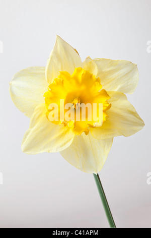 Nahaufnahme der Narzisse Blüte und Stiel. Stockfoto