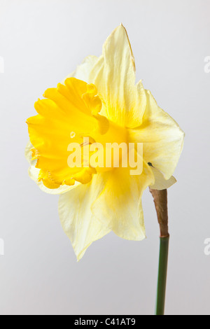 Nahaufnahme der Narzisse Blüte und Stiel. Stockfoto