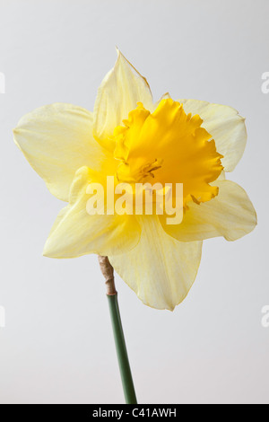 Nahaufnahme der Narzisse Blüte und Stiel. Stockfoto